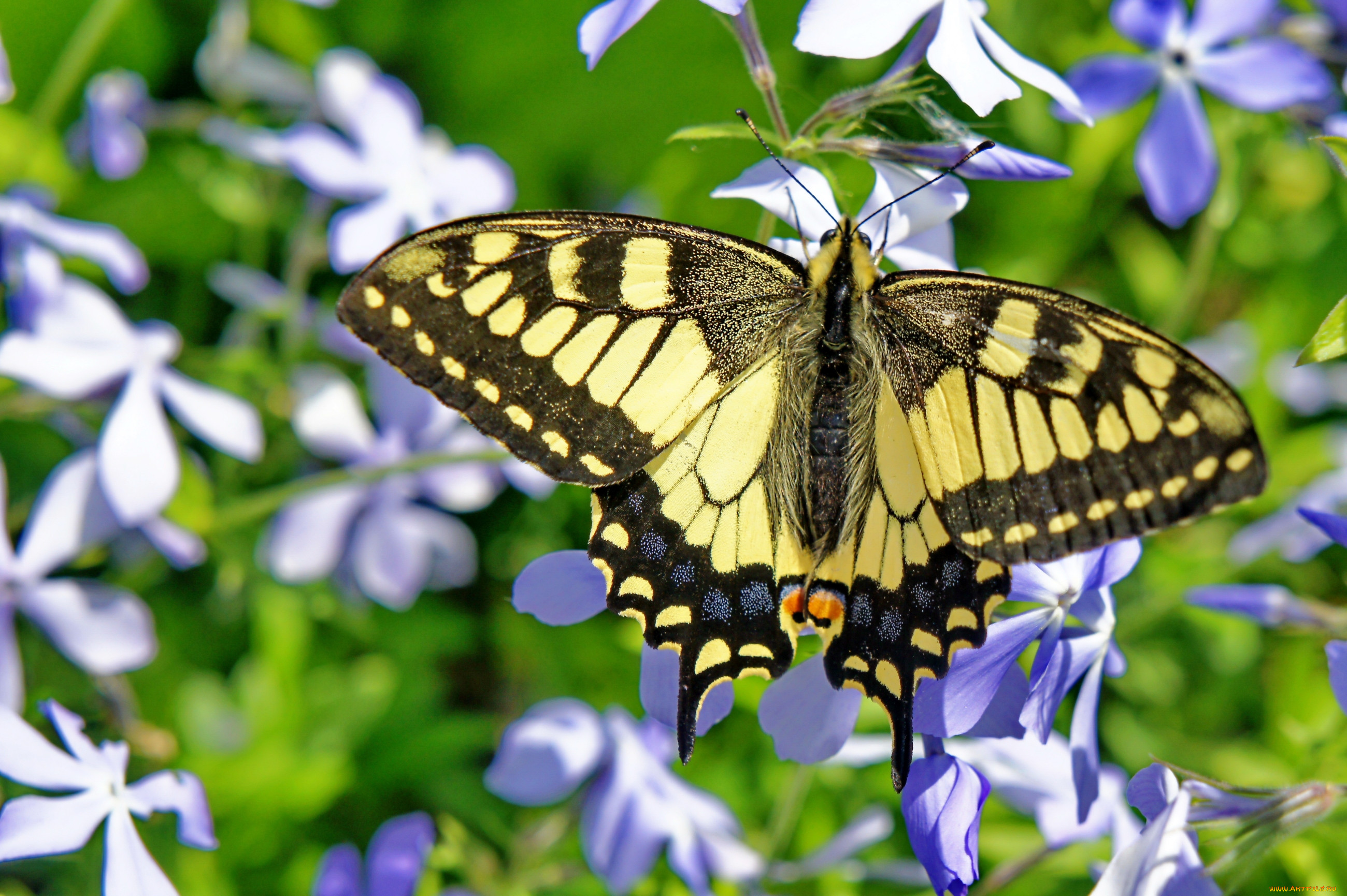 Цветы похожи на крылья бабочек. Флокс Махаон. Бабочки Махаон на флоксах. Бабочка 18. Бабочка Махаон на флоксах фото.